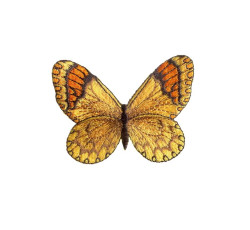 Nášivka motýl, nažehlovací, žlutá